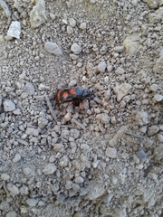 Cercopis intermedia