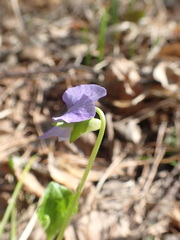 Viola sacchalinensis