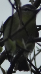 Vireo philadelphicus
