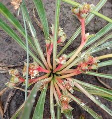 Euphorbia silenifolia