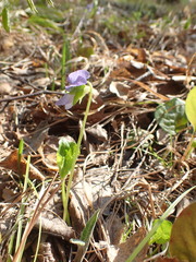 Viola sacchalinensis