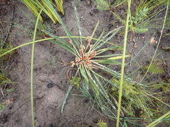 Euphorbia silenifolia