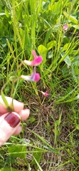Lathyrus nissolia