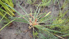Euphorbia silenifolia