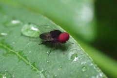 Lindneromyia flavicornis