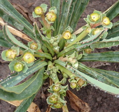 Euphorbia silenifolia