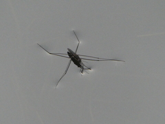 Aquarius conformis