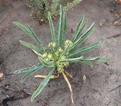 Euphorbia silenifolia
