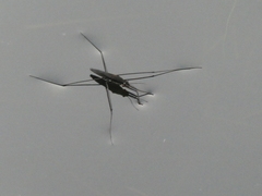 Aquarius conformis