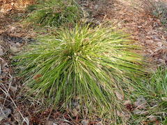 Carex pediformis