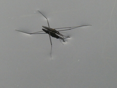 Aquarius conformis