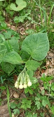 Symphytum cordatum