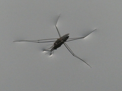 Aquarius conformis