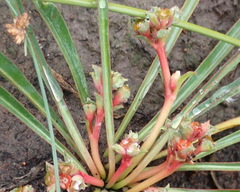 Euphorbia silenifolia
