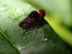 Lindneromyia flavicornis