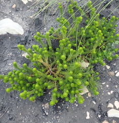 Aspalathus alopecurus