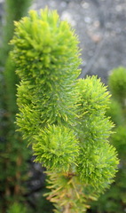 Aspalathus alopecurus