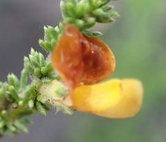 Aspalathus opaca rostriloba