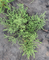 Aspalathus opaca rostriloba