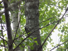 Dendrocopos major