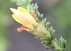 Aspalathus opaca rostriloba