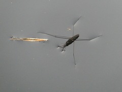 Aquarius conformis