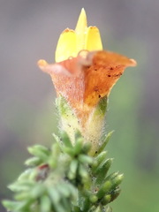 Aspalathus opaca rostriloba