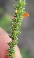 Aspalathus opaca rostriloba