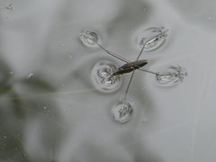 Aquarius conformis