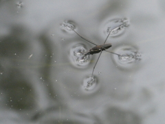 Aquarius conformis
