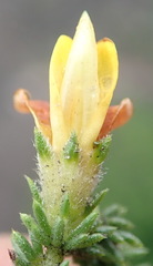 Aspalathus opaca rostriloba