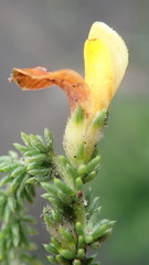 Aspalathus opaca rostriloba