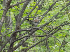 Turdus pilaris