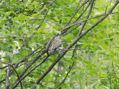 Turdus pilaris