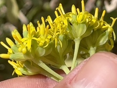 Coulterella capitata