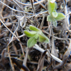 Aster alpinus vierhapperi