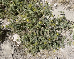 Coulterella capitata