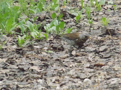 Turdus pilaris