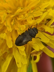 Anthaxia quadripunctata