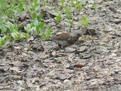 Turdus pilaris
