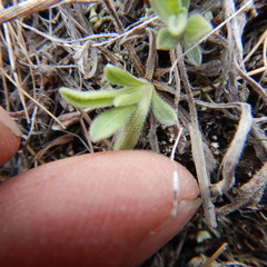 Aster alpinus vierhapperi