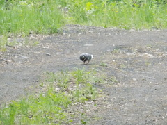Columba livia domestica