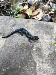 Plethodon montanus