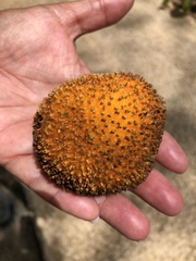 Neolamarckia cadamba