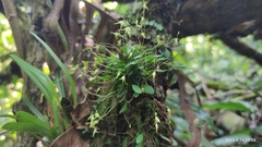 Specklinia fuegi