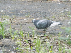 Columba livia domestica
