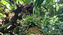 Specklinia fuegi