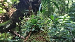 Specklinia fuegi
