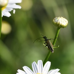Oedemera nobilis