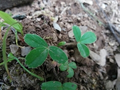 Potentilla montana